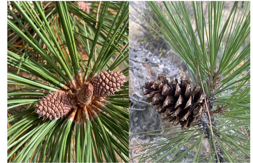 <p><em>Pinus ponderosa</em></p><ul><li><p>mature trees have thick, plated reddish bark with black crevices </p></li></ul><p>Foliage: needles comes in fascicle bundles; needles come in fascicles of 3 </p><p>Reproduction: seed cones take 2 years to fully develop and each scale has sharp prickle </p>