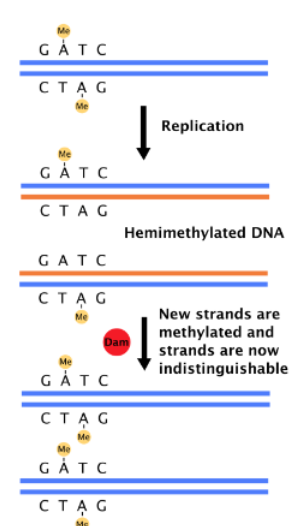 <p>What regulates initiation </p>