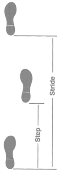 <p>One foot’s contact to the other foot’s contact</p><p>Two steps make a stride</p><p>they should be equal in normal gait.</p>