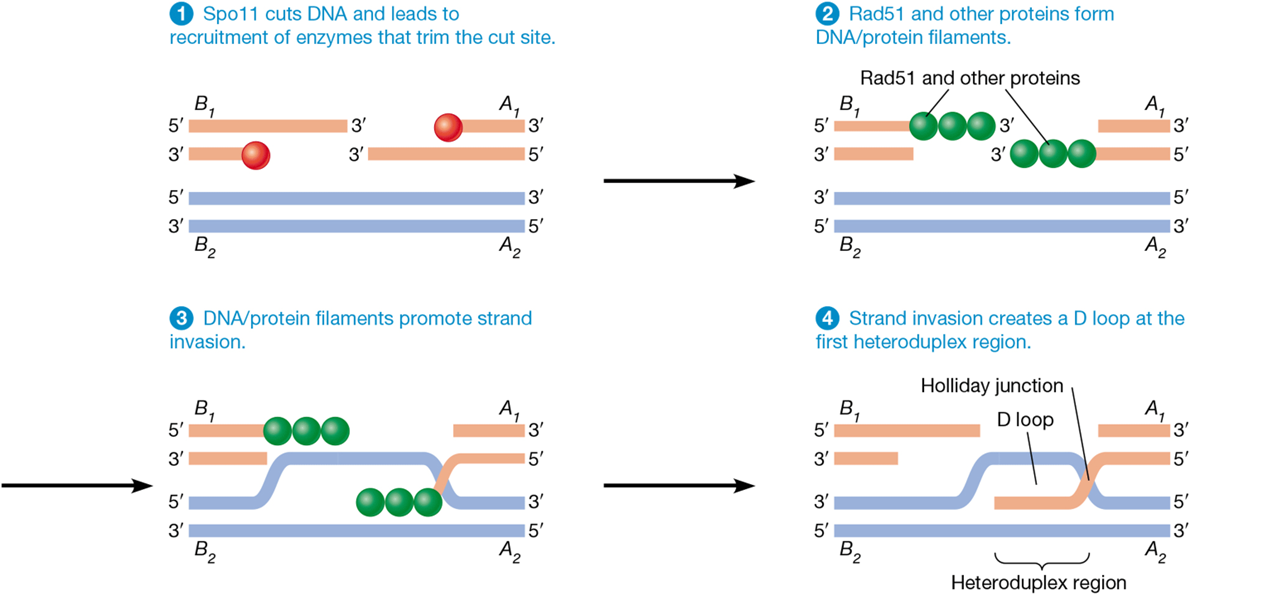 <p>homologous recombination</p>