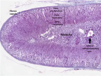 <p>Adrenal Medulla</p>