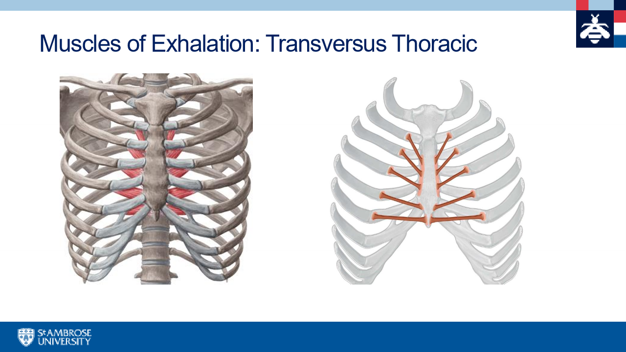 <p>deep seen when flip ribcage over </p>