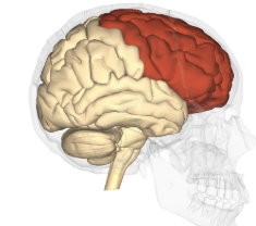 <p>What lobe is this?</p>