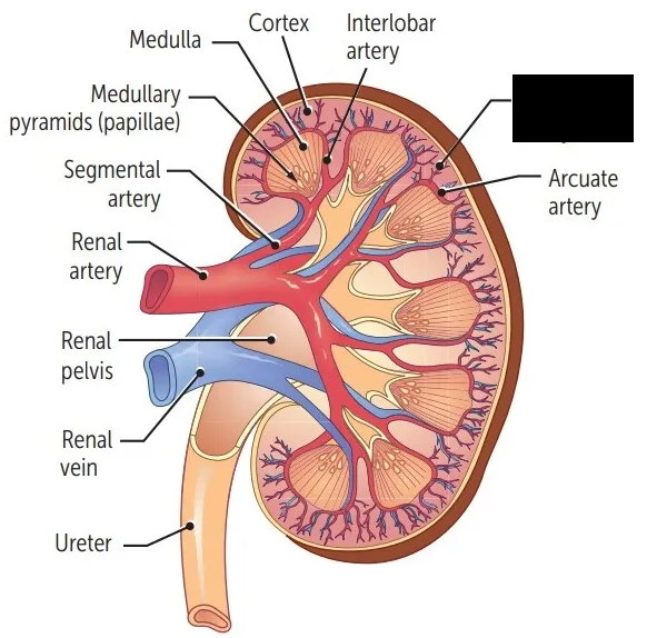 <p><span style="background-color: transparent;">Arteries that branch off arcuate arteries. They travel in the cortex, and branch off to form afferent arterioles that supply the functional unity of the kidney, known as the nephron.</span></p>