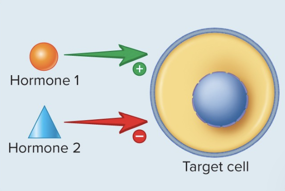 <p>Antagonistic Interactions</p>