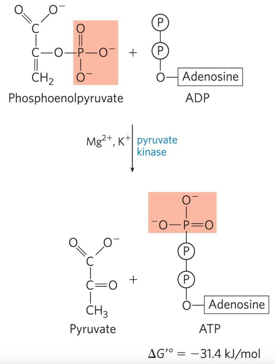 <p>seventh reaction: 1,3-Bisphospoglucerate + ADP ←→ 3-phosphoglucerate + ATP</p><ul><li><p>Phosphoglycerate kinase transfers the high-energy Phosphoryl group to ADP.</p></li><li><p>Substrate level phosphorylation</p></li></ul><p></p>
