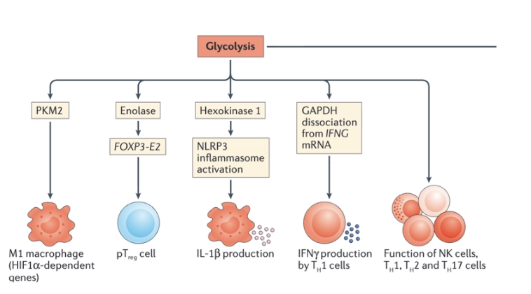 <ul><li><p><span>Enhanced glycolysis occurs in lipopolysaccharide (LPS)-activated macrophages and DCs, in activated natural killer (NK) cells, in activated effector T cells and in activated B cells</span></p></li><li><p><span>Effector T cell subsets all show an increase in glycolysis following activation, most notably T helper(TH17) cells, TH1 and TH2 cells and activated effector CD8+ T cells</span></p></li><li><p><span>Glycolysis is important for the activation of immune cells.</span></p></li><li><p>glycolysis supplies metabolites or enzymes that are made have regulatory functions of immune cells</p></li><li><p><span>Increased glycolysis can therefore be considered a hallmark metabolic change in most immune cells undergoing rapid activation in response to stimulation of PRRs, cytokine receptors or antigen receptors</span></p></li><li><p><span>For macrophages this includes phagocytosis and inflammatory cytokine production,</span><br><span>for DCs this includes antigen presentation and for T cells this includes the production of effector cytokines (such as IL-17 in the case of TH17 cells).</span></p></li></ul><p></p>