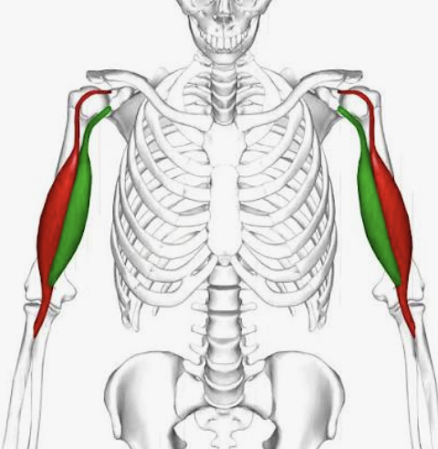 <p>Which muscle is the green one?</p>