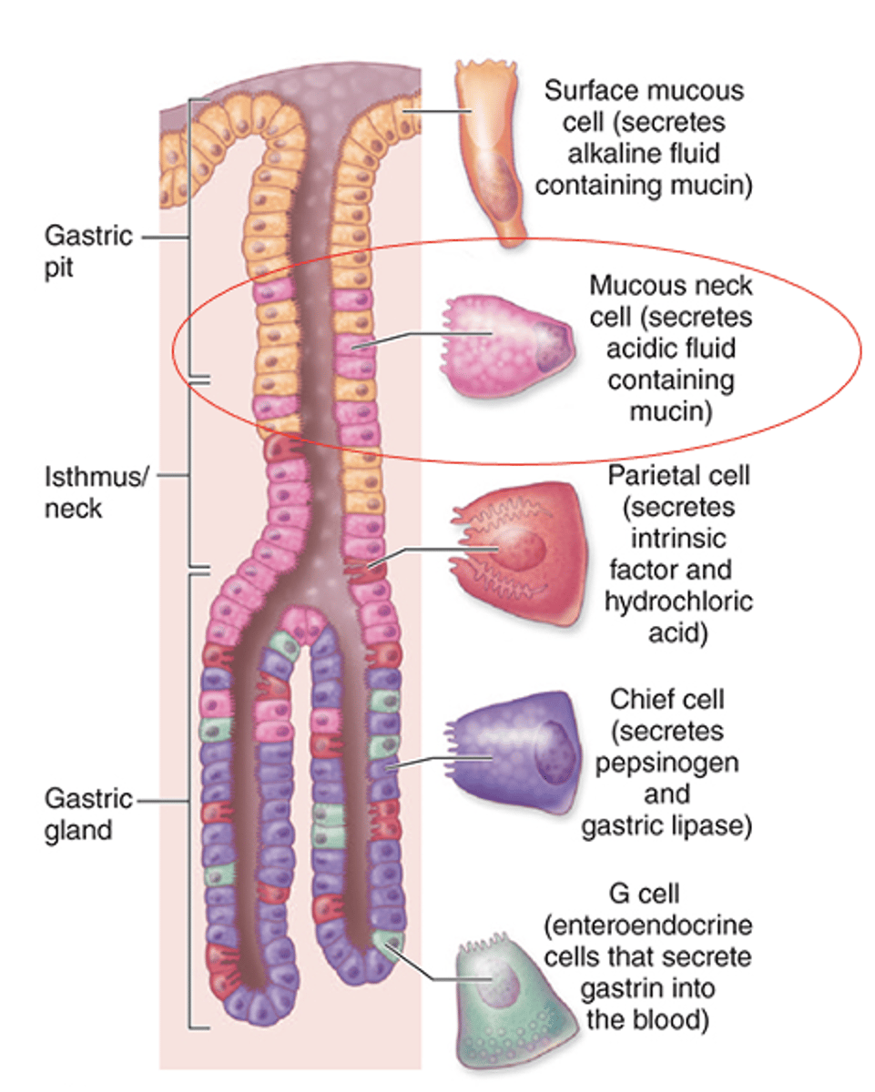 <p>How do mucous neck cells differ in shape compared to surface mucous cells?</p>