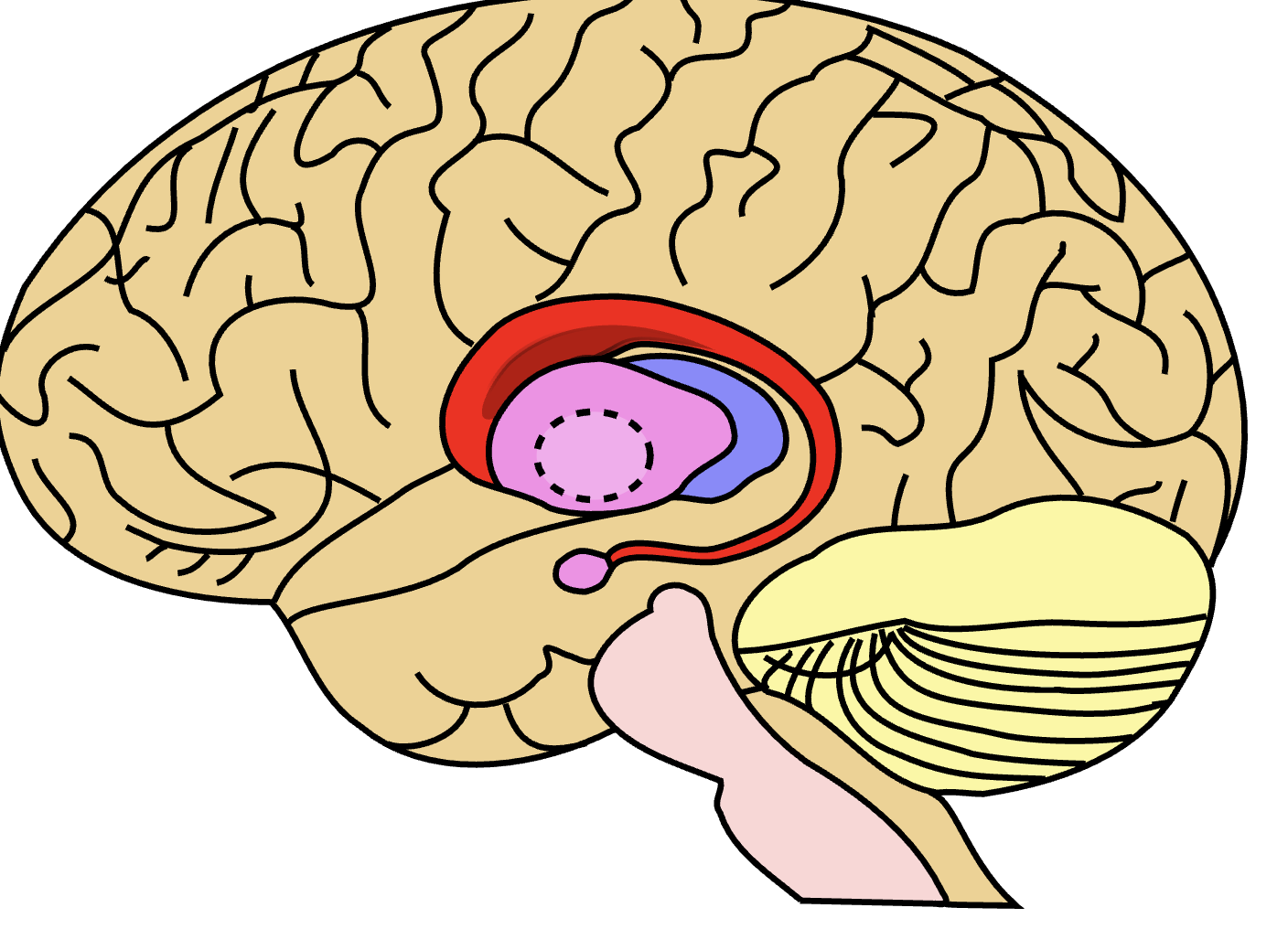 <p>Group of neuron cell bodies outside CNS.</p>