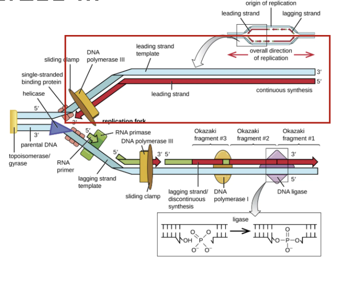 <p>explain and what is the red</p>