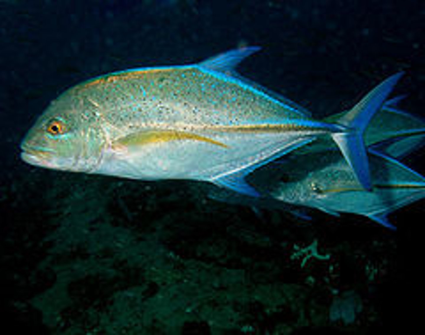 <p>Caranx melampygus</p>