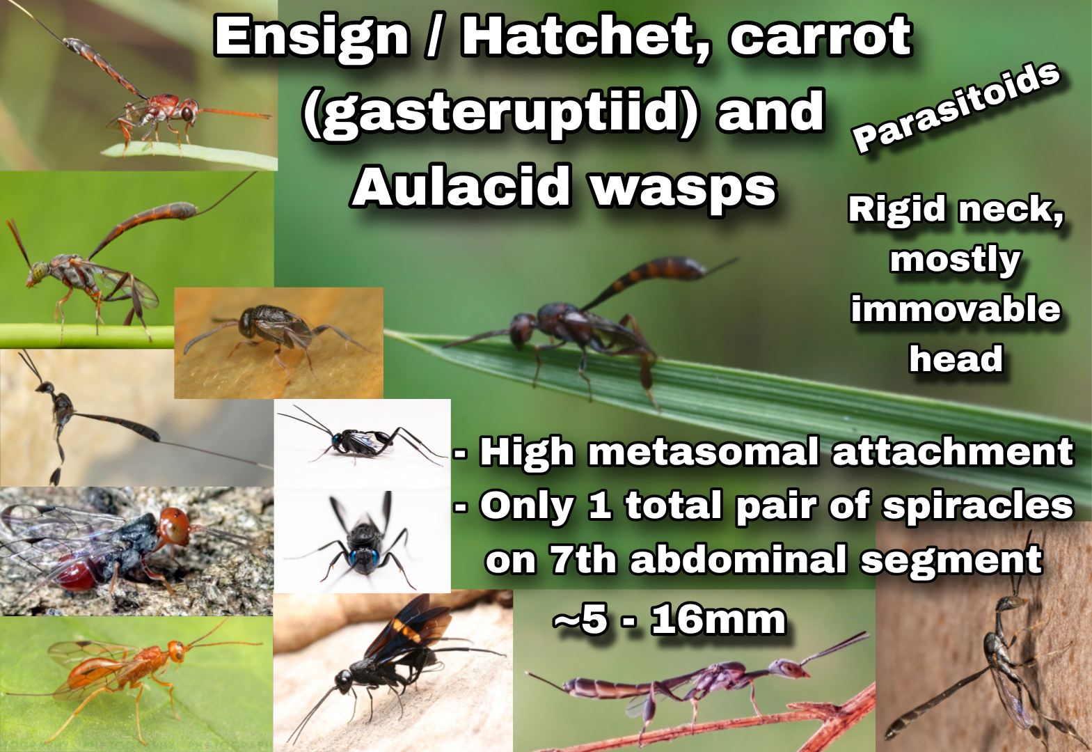 <p>Ensign / Hatchet, carrot (gasteruptiid) and Aulacid wasps (Parasitica)</p>