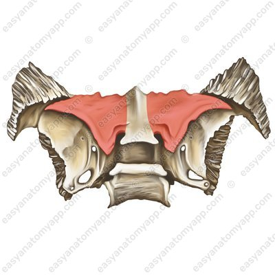 <p>what is this ? R/L</p>