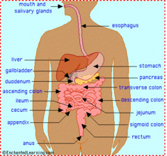 <p>hệ tiêu hóa</p>