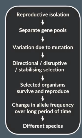 <p>Variation occurs through variation in fertillisation or courtship behaviour, where the two new populations are located in the same habitat</p><ol><li><p>This natural selection occurs in the same habitat (no geographical isolation)</p></li><li><p>Random mutation causes different behaviours (such as different flowering times)</p></li><li><p>This causes a reproductive isolation</p></li><li><p>Where different advantageous alleles are passed on</p></li><li><p>Causes a disruptive selection</p></li><li><p>This eventually causes both of these species not to interbreed </p></li></ol><p></p>