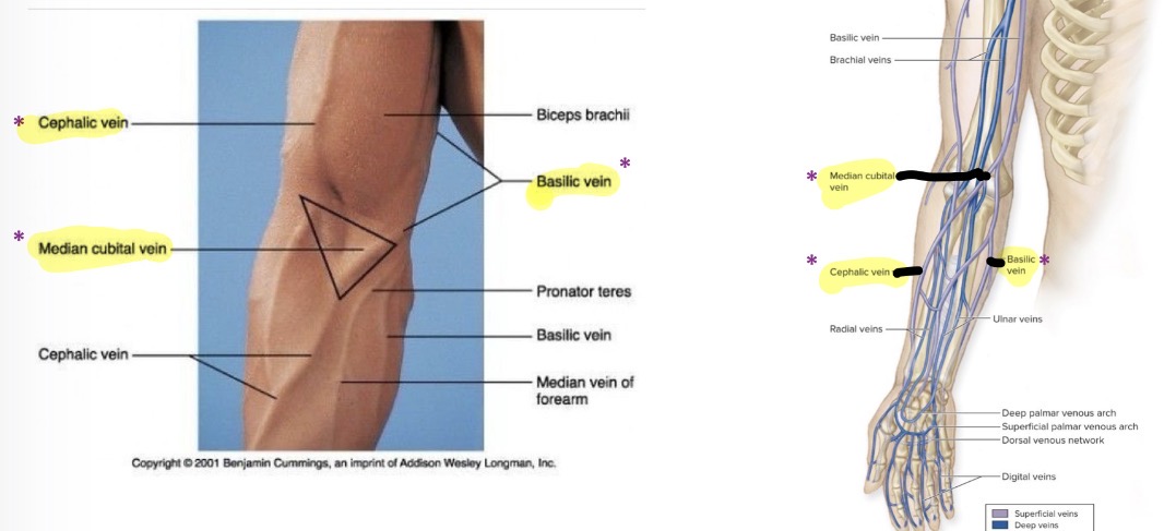 <ol><li><p>Cephalon vein</p></li><li><p>Basilic vein</p></li><li><p>Median cubital vein</p></li></ol><p></p>