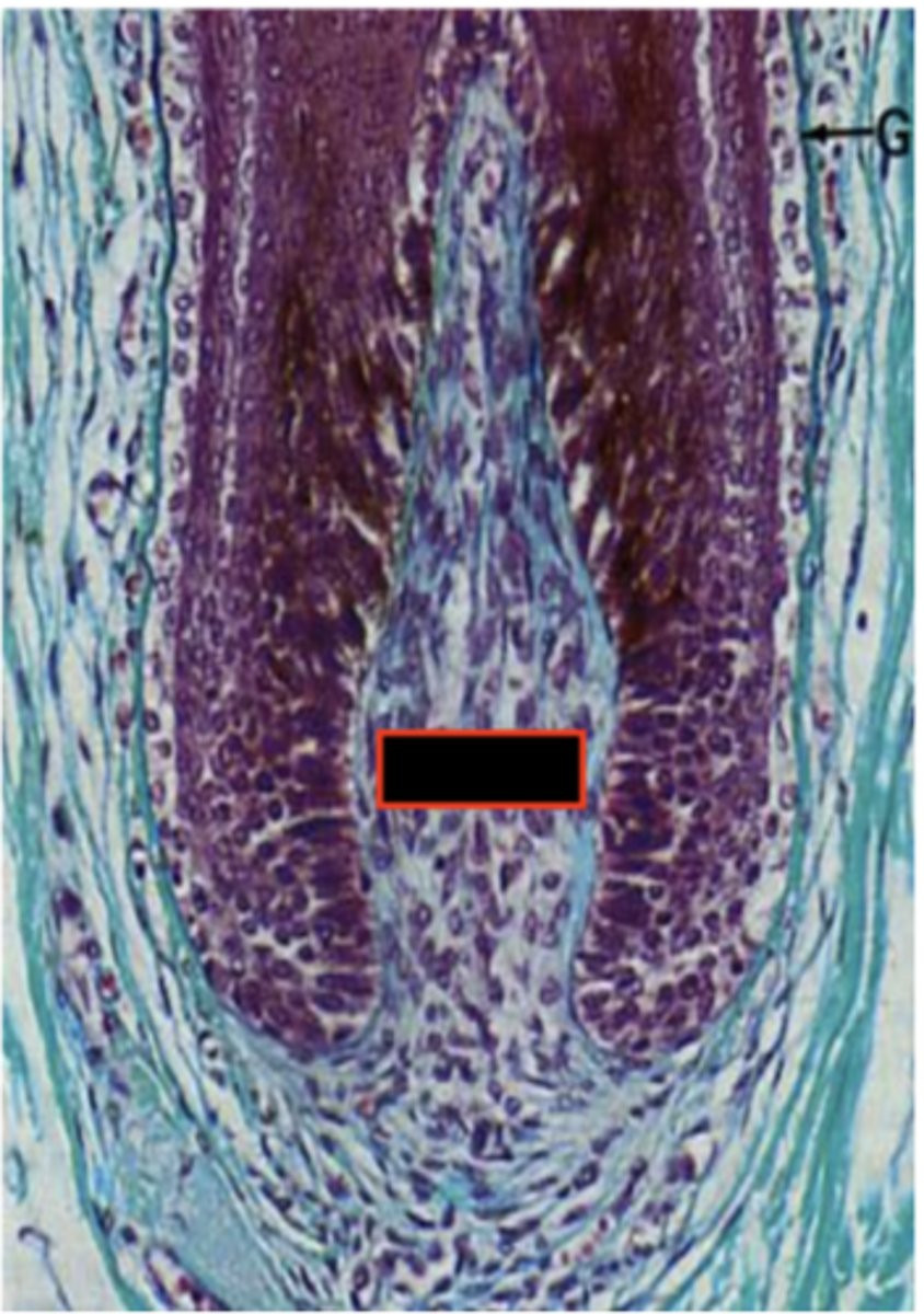 <p>Identify the structure</p>