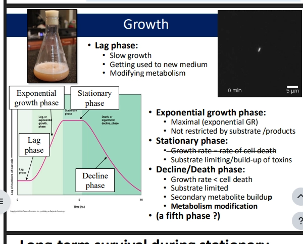 <ul><li><p>four phases! (in batch growth - an enclosed system, with inflow and outflow of nutrients - eg conical flask)</p></li><li><p>plotted as growth (y axis, log number of cells) over time (x axis)</p></li><li><p>log number of cells as a function of time</p></li></ul><p>(lag phase)</p><ul><li><p>not much growth occurring / very slow</p></li><li><p>microbe getting used to its new medium / environment, taking time to make changes to its metabolism to prepare for growth</p></li></ul><p>(log / exponential growth phase)</p><ul><li><p>here it has gotten used to its new medium, so can exponentially grow with no limitations for now - is provided abundant nutrients</p></li><li><p>maximal growth rate, no restricting growth compounds / space / competition / toxins</p></li></ul><p>(stationary phase)</p><ul><li><p>here the log number of cells plateuas over time. we have a net loss of growth rate (rather than a net growth = death)</p></li><li><p>presumably due to reaching limitations of growth (eg resource limited - used up nutrients / competition for space / growth limiting compounds accumulating)</p></li><li><p>generates a system to prevent growth as this would be unfavorable. </p></li></ul><p>(decline / death phase)</p><ul><li><p>this is where net cell loss is actually occurring from the system (growth rate far less than death rate)</p></li><li><p>rather than a stylised straight decline, is often occurring as ups and downs as microbes adjust metabolisms and new nutrients come in etc (&amp; complexities in metabolism)</p></li><li><p>due to growth limiting compound build up / very resource limited / spending energy to modify metabolism to take advantage of another substrate rather than using to grow more</p></li><li><p>eg production of antibiotics to kill neighbouring microbes, using energy to compete for space and nutrients, as this is what matters here rahter than exponential growth (not possible.)</p></li></ul><p></p>