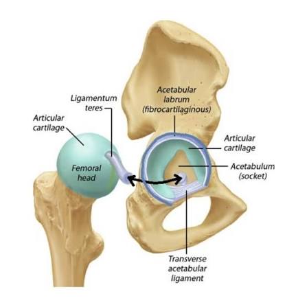<p>Forms ¾ of a circle; the missing inferior segment is the acetabular notch and is bridged by the transverse acetabular ligament </p>
