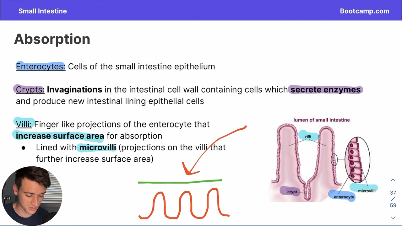 <p>cells of the small intestine epithelium </p>