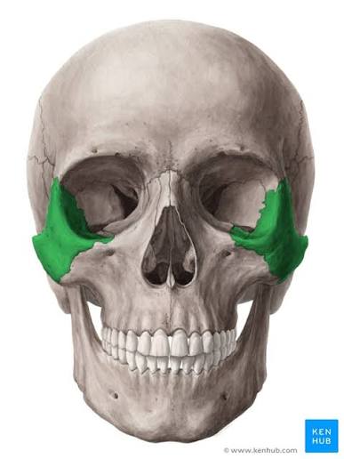 Which bone is this?