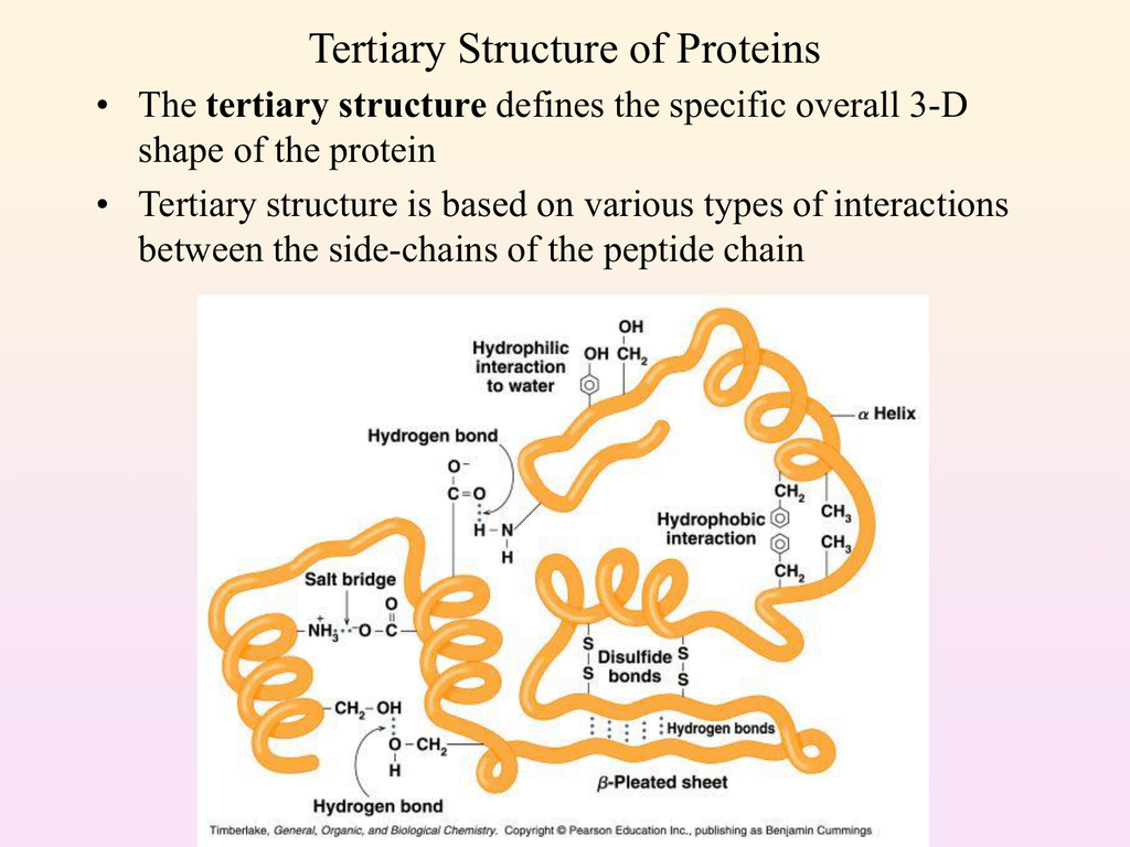 <p>More folding/bending into globular and fibrous shapes</p><p>Hydrophobic radicals are avoiding water while the hydrophilic are going to it, the Van der Waals force is at play and helps the structure Globular proteins - can resemble tangled ball of yarn have a structure well suited for proteins that are in cell membranes and proeins that move freely through body fluids such as enzymes and antibodies </p><p>Fibrous proteins - slender filaments better suited in muscle contraction, provide strength to skin, hair, and tendons. Examples include myosin, keratin, and collagen </p>