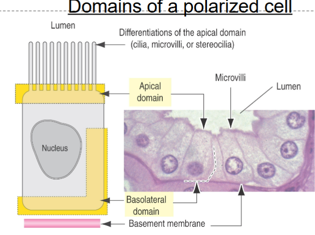 <p>apical and basolateral, results in polarization of cell in epithelium </p>