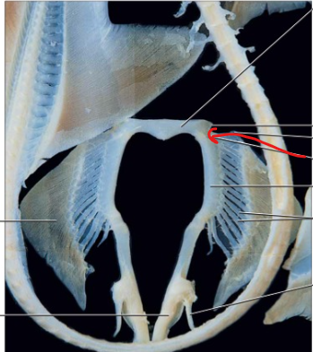 <p>A modified sperm transfer organ present on the pelvic fins of male sharks, supported by cartilages derived from radial pterygiophores.</p>