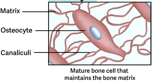 <p>Are mature cells that eventually form as some of the osteoblast cells get caught in the matrix they secrete and are converted to osteocytes. </p><ul><li><p>Maintain the mineral concentration of the matrix via by the cytoplasmic process that extends through <span style="color: rgb(81, 164, 207);">Canaliculi</span> channels within bone matrix.</p><ul><li><p>The cells found within the lacunae of osteons. </p></li><li><p>Through the process of remodeling, old bone tissue is eplaced by new bone tissue </p></li></ul></li></ul><p></p>
