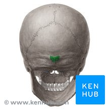 <p>Posterior skull bump</p>