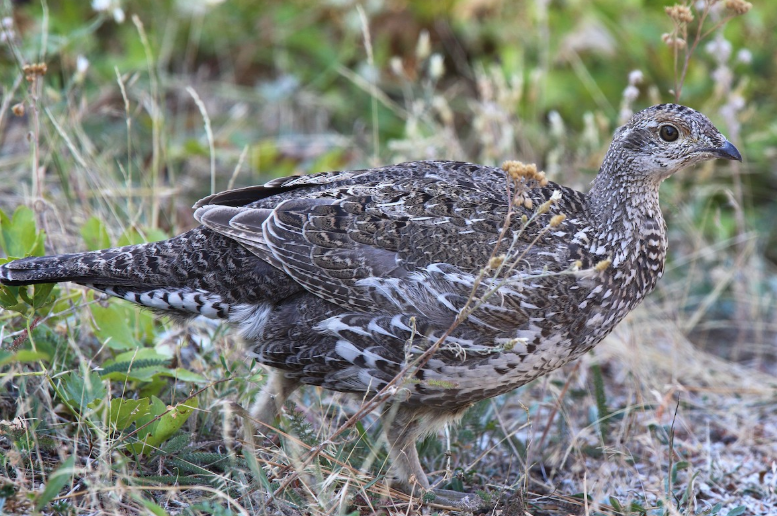 <p>Dusky grouse</p>