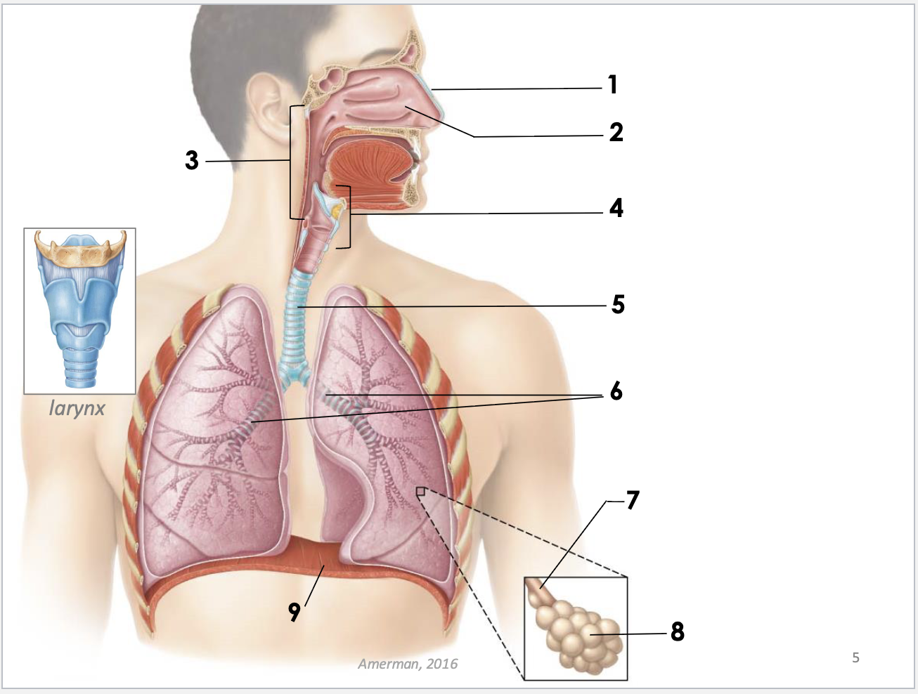 <p>structures of respiratory system and function</p>
