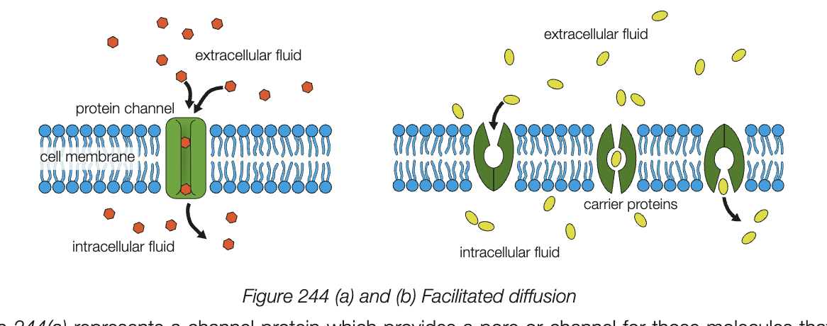 <ul><li><p>passive process</p></li><li><p>assisted by carrier and channel proteins</p></li><li><p>molecules that are too large, hydrophilic, ions, or too charged are moved through this method</p></li><li><p>high concentration to low concentration</p></li><li><p>substances move across the membrane more quickly</p></li><li><p>carrier proteins bind to specific molecule, changes shape of carrier protein, releases molecule inside cell</p></li><li><p>has degree of specificity</p></li></ul><p></p>
