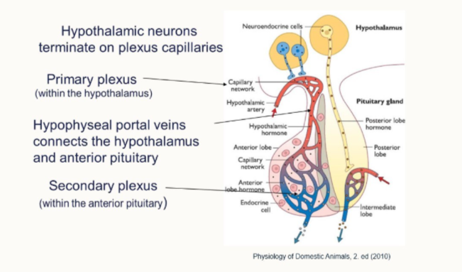 <ol><li><p>hypothalamic neurones terminate on plexus capillaries</p></li><li><p>primary plexus in the hypothalamus</p></li><li><p>hypophyseal portal veins connect to the adenohypophysis</p></li><li><p>secondary plexus within it. </p></li></ol><p></p>