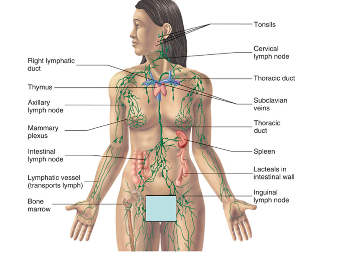 <p>Lymph system is parallel vascular system with two major functions: draining fluid from the tissues and returning to the cardiovascular system and maintenance of the immune response</p><p></p>