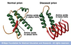 <p>Proteins that can adopt alternative conformations to become self-propagating and infectious (can cause multiple proteins to clump together)</p>