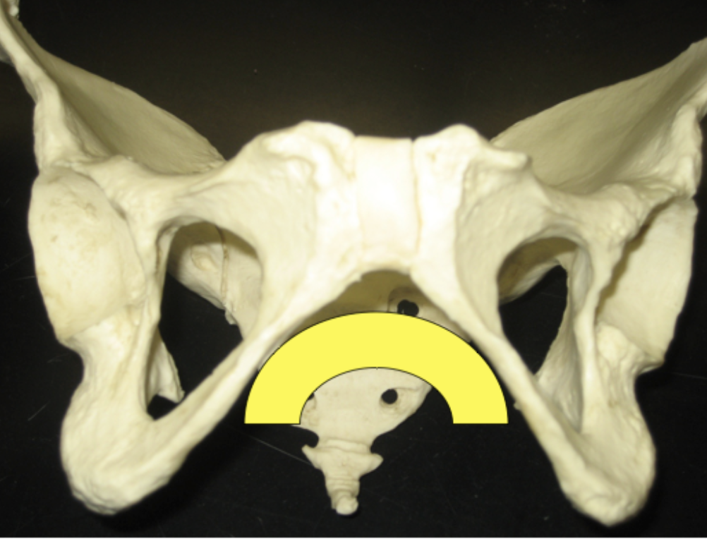 <p>male or female?</p>