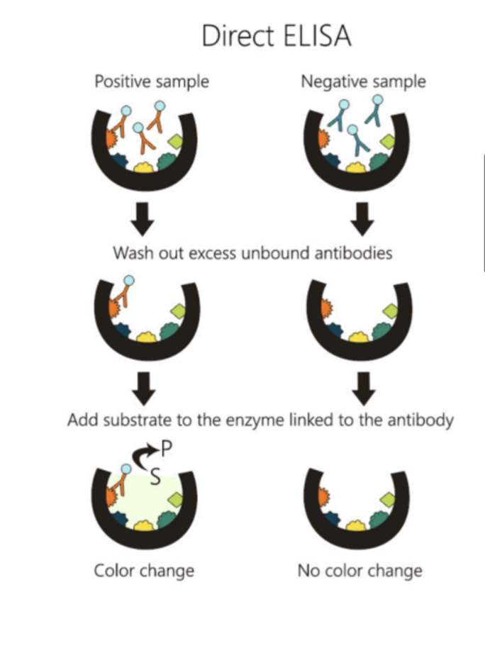 <ol><li><p><strong>Attach sample</strong> with<strong> potential antigen</strong>s to <strong>well</strong></p></li><li><p><strong>add complementary monoclonal antibodies with enzymes attacked → bind to antigen of interest if present</strong></p></li><li><p><strong>Wash</strong> well → <strong>remove</strong> <strong>unbound</strong> <strong>antibodies</strong> (to prevent false positive)</p></li><li><p>Add <strong>substrate</strong> → if antigen present/ positive result→ enzymes converts substrate into coloured product →  <strong>colour change = positive result </strong></p></li></ol><p></p>