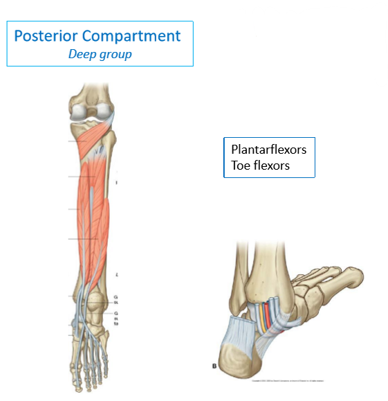 <ul><li><p><strong>Plantar flexors</strong> &amp; <strong>toe flexors</strong></p></li><li><p>Cross <strong>posterior</strong> to the joint</p><ul><li><p>Much closer to the bones</p></li><li><p>Some blend to tarsals &amp; some blend to toes</p></li><li><p>Very close to <strong>medial malleolus</strong></p></li></ul></li></ul><p></p>