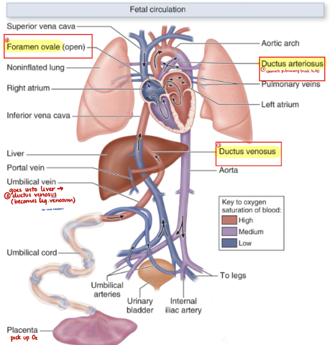 <ol><li><p>ductus venosus</p></li><li><p>foramen ovale</p></li><li><p>ductus arteriosus </p></li></ol><p></p>