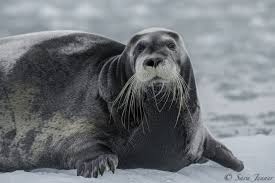 <p>Bearded seal</p>