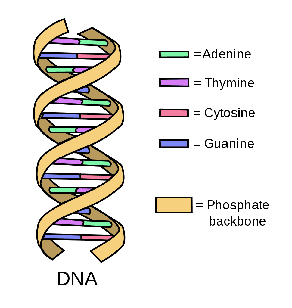 <p>Looks like a twisted ladder aka double helix, with two strands twisted</p><p><span>Each strand has a backbone of alternating deoxyribose sugar and phosphate groups.</span></p><p></p><p></p>