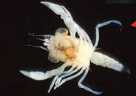 <p>crustacean larval stage for Decapods</p>