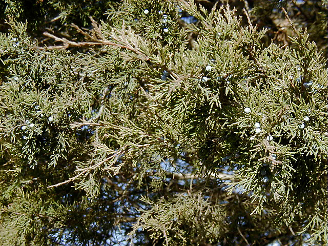 <p>scientific name</p>
