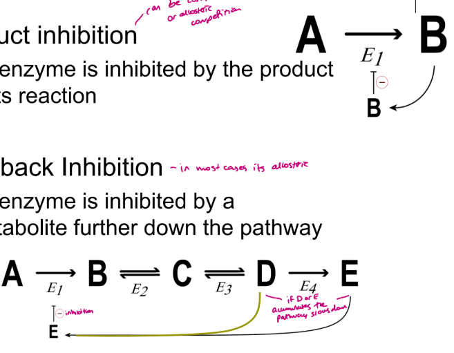 <ul><li><p> Product inhibition - An enzyme is inhibited by the product of its reaction, can be allosteric competition or competition </p></li><li><p> Feedback Inhibition - An enzyme is inhibited by a metabolite further down the pathway, in most cases its allosteric </p></li></ul><p></p>
