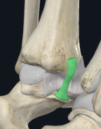 <p>What is the origin of the tibiocalcaneul ligament </p>