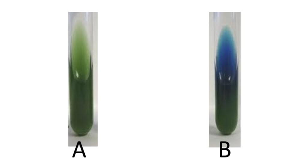 <p>Citrate Test</p><p>a) Medium?</p><p>b) Substrate?</p><p>c) Enzyme?</p><p>d) Indicator/Reagent?</p><p>e) End Product?</p>