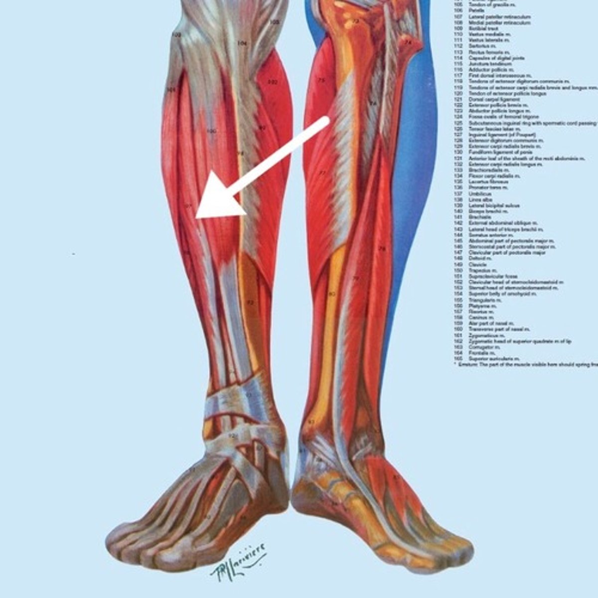 <p>What is this muscle?</p>