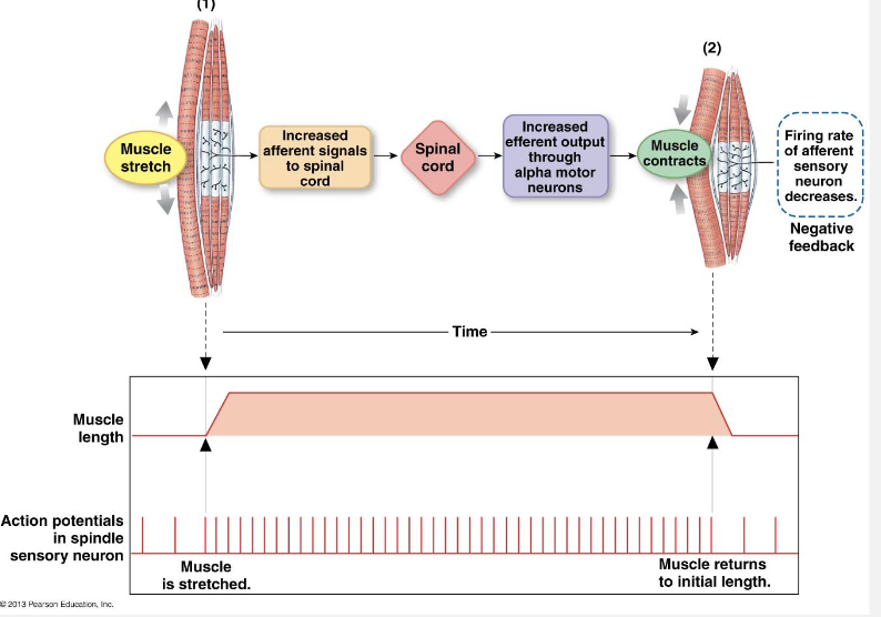 <ul><li><p>Muscle spindles sense stretch</p></li><li><p>travel to CNS</p></li><li><p>Alpha motor neuron: extrafusal fibers contractions</p></li><li><p>Gamma motor neuron: intrafusal fibers contraction</p></li></ul><p></p>